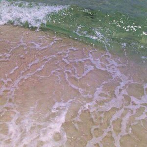 Another baby sea turtle in the surfline