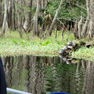 big turtles Hontoon Dead River.sized