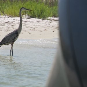 Blue Heron fascinated by twin Yamaha F150s..As Eileen says, "chicks love this boat!"