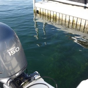 Invasive waterfoil grows up to 8 feet tall in clear waters of NY canals and lakes, and Canada