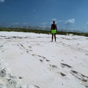 turtle nest and Mama Turtle tracks, she was a BIG girl