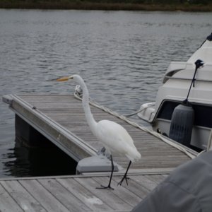 Boat Inspector