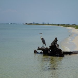 Blue Heron, Crooked Island, FL, 20 miles east of Panama City Pass.  The Gulf is calm now but picks up later