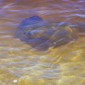Skate in few inches of water