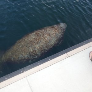 Manatee visiting our slip