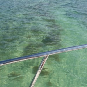 Portuguese Man O' War (above vertical rail, looks like a clear bluish balloon).  Boca Grande Key, 20 miles west of Key West, wildlife refuge