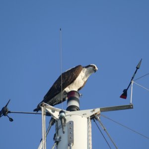 Osprey, Calusa Is marina, Goodland, FL just north of the FL 10,000 islands and Everglades