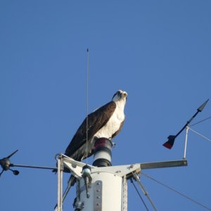 Osprey giving the ol' ESAD look