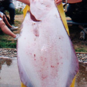 BB78.jpg