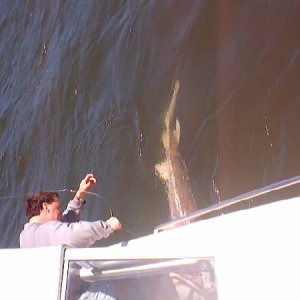 Sturgeon Pics_0071.jpg