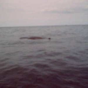 (Mr. Fisherman) A C-Dory admirer