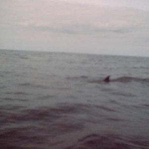 (Mr. Fisherman) and another