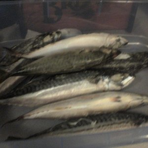 Holy Mackeral!