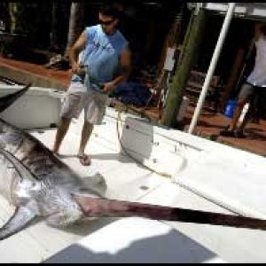 Media '(Mr. Fisherman)' in album 'Ray on Sea Lion.jpg'