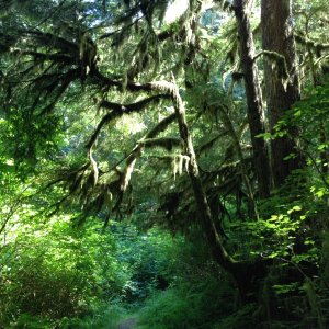 Media 'Peaceful forrest' in album 'C Dory fleet.  Princess Louisa June 2014'