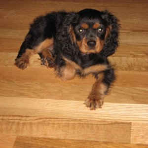 Media 'Newest addition to the crew - another spaniel' in album 'First Picture of "My Heaven" sitting at Sportcraft'