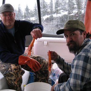 Processing the daily catch of spot shrimp.