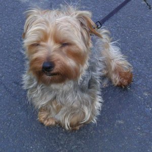 Andrew McHamish (Silky Terrier) is not fond of the water!!  He doesn't even like to LOOK at the boat...