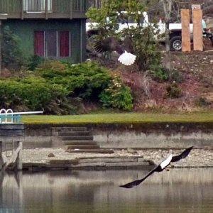 A second Eagle joins the first
