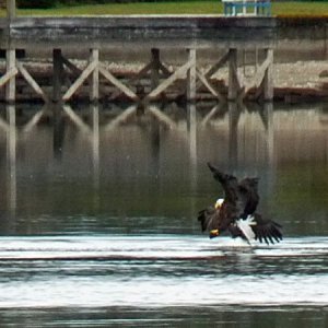 The Eagles Collide on opposite headings