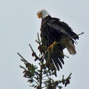 He recovered, somewhat in a tree