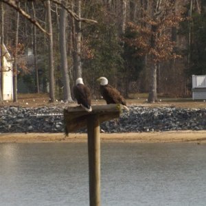 Perilously close to my Boat House!!  If they decide to nest, it will be trouble.  Fortunately, they only made a "deposit" or two on the Osprey Platform and departed!  We've had both Osprey and Canadian Geese raise kids there!!