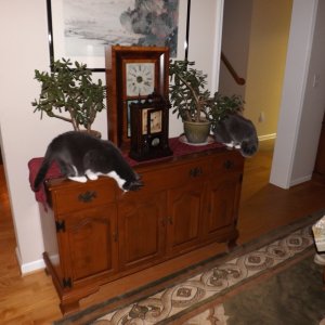 Bonnie and Clyde hard at work knocking stuff off the Sideboard!
