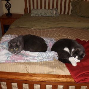 Thank Goodness they sleep sometine!!