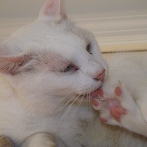 Snowball, a White Cat\'s work is never done!
