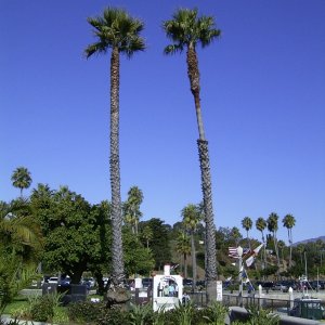 Santa Barbara palm trees for TyBoo
