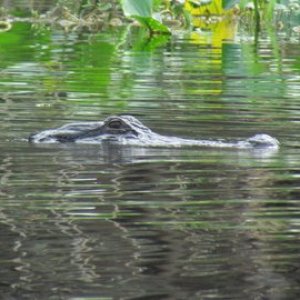 Same gator
