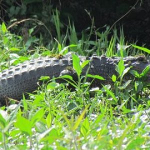 gator in the weeds