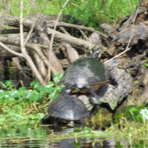 Turtles on the run