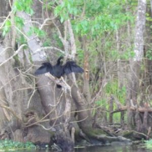 many birds everywhere along the Hontoon river