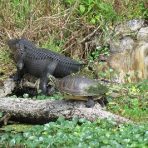 more reptiles