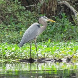 Stately looking bird Heron of some type?
