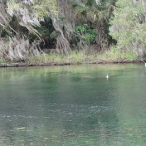 Blue Springs a hurt manatee with a tracker float attached