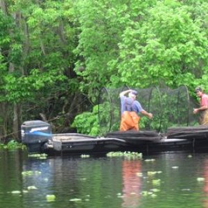 working a fish trap