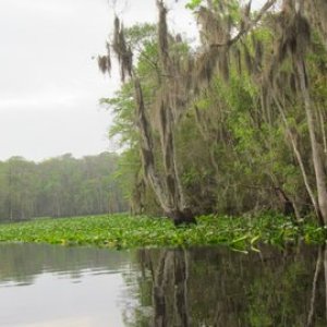 the Ocklawaha river