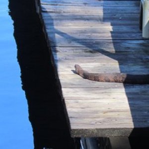 Snake on our dock, not a problem unless your name is Ginny.