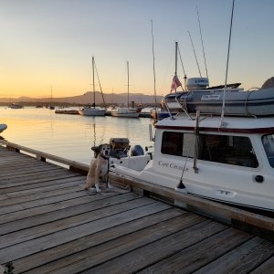 Juno glad to be on a dock