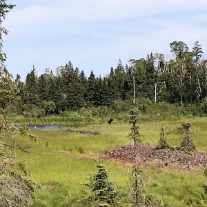 Moose seen in the distance near Minong Mine on one of the McCargoe Cove hikes