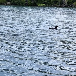 Loons in McCargoe Cove