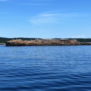 Gull Rock