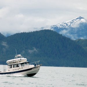 Sea Duck in Valdez Arm