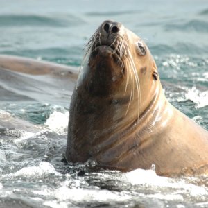 Stellar Sea Lion