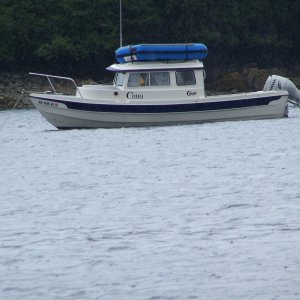 (C-Biscuit) Coho at Anchor