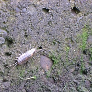Cool sea bug on wall of lock