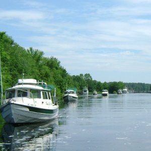 Dories in the swamp