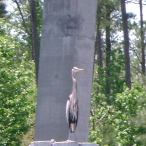 Great Blue Heron